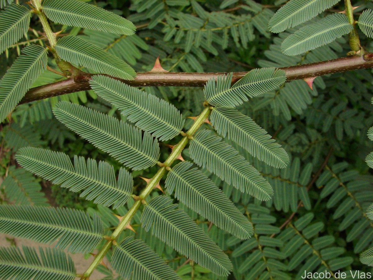 Mimosa pigra L.